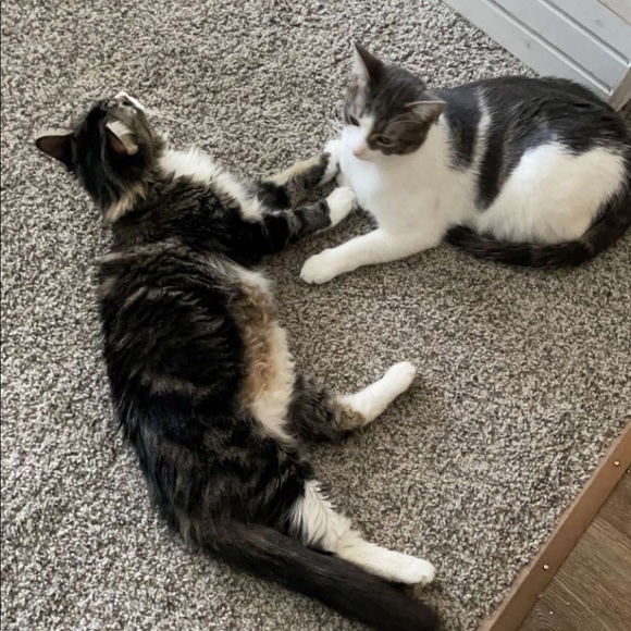 Pet Allergy Warning! - Picture 2 of 2